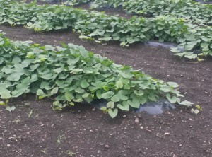 ２８０７２３芋畑　